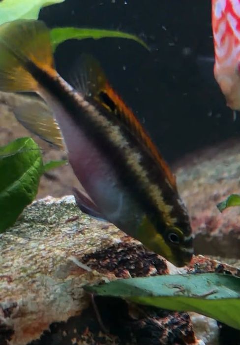 Kribensis  com 1 ano