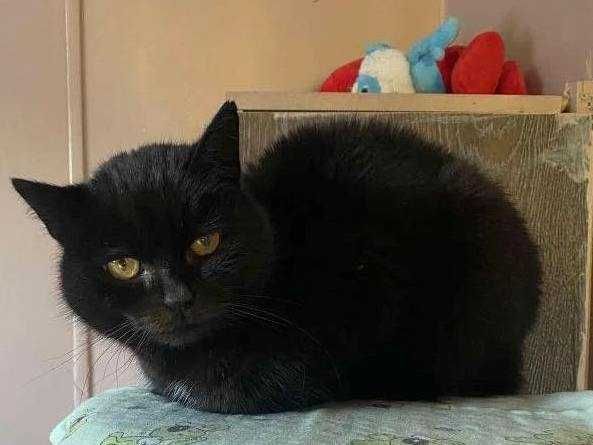 Hawranek - marzy o ciepłym kącie i przytulaniu (FIV+ FeLV+)