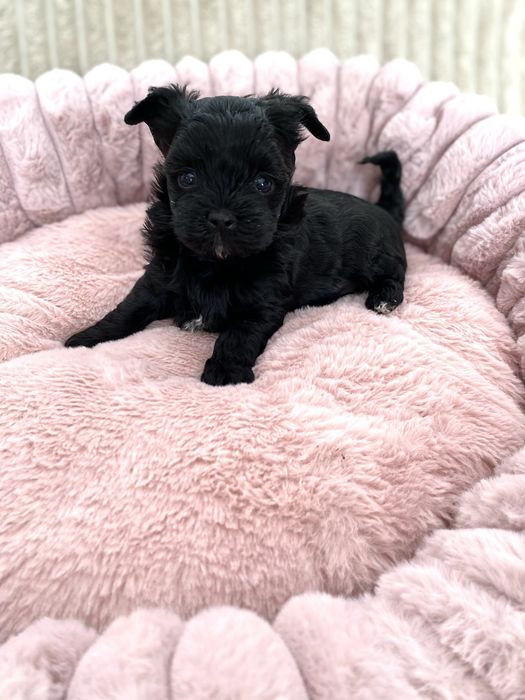 Yorkshire terrier Black, suczka czarna rodowód, DNA