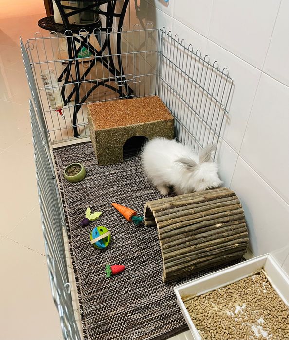 Cerca metal coelho ou porquinho-da-índia