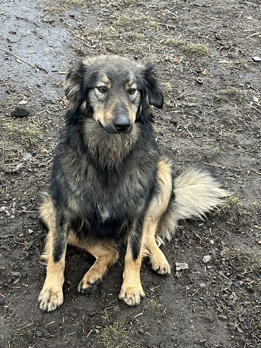 В добрі руки