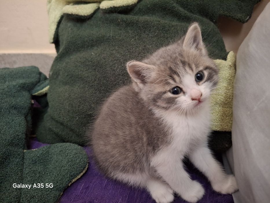 Відам кошенят в добрі руки,без коштовно