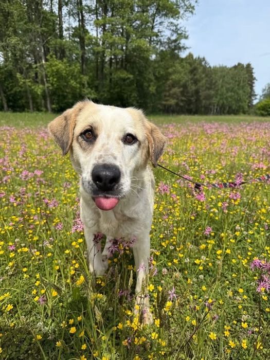 Suczka do adopcji