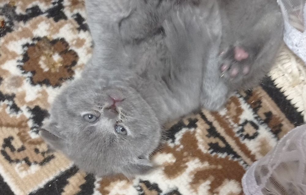 Продам кошенята Шотландців