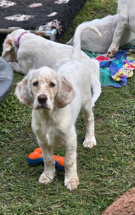 APATYT Antique Dogs FCI Seter Angielski
