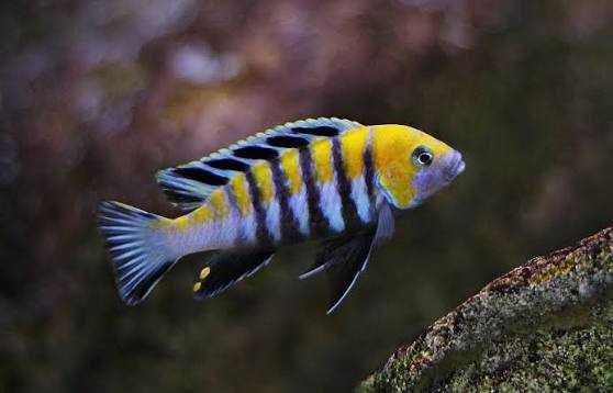 Casal - Cynotilapia Cobué / Ciclídeo Malawi