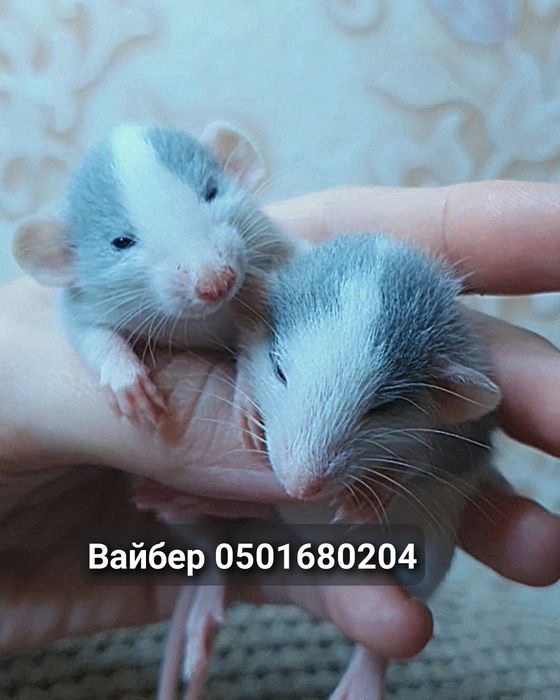 Крысята голубые хаски крыса доставка