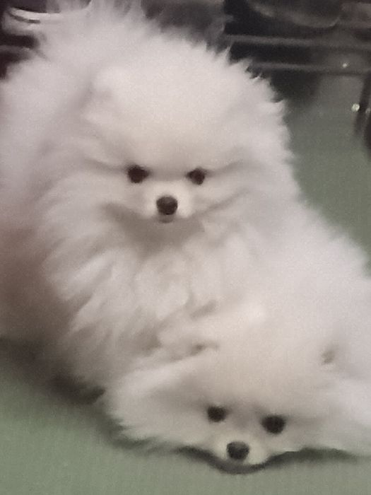 Померанский шпиц мальчик ,3,месяца  ивет по возрасту с документами