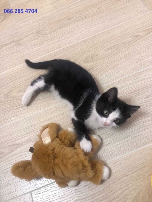 Котенок котята малыши бесплатно