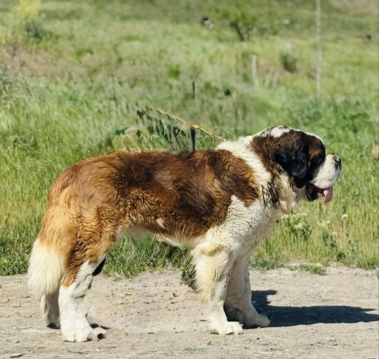 Сенбернар Одесса