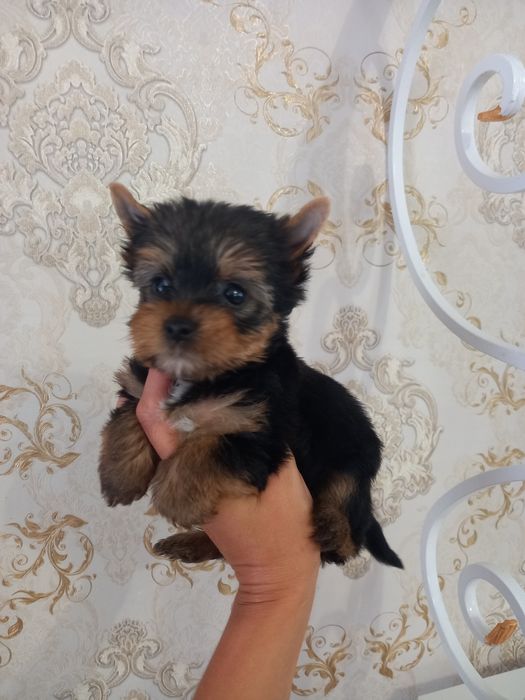 Радость в   дом !