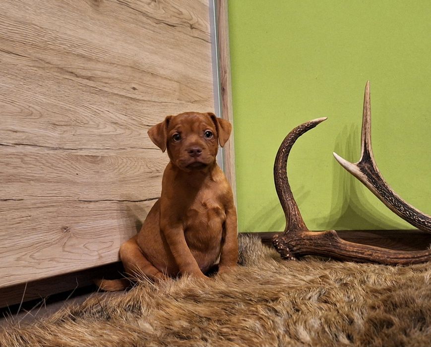 Patterdale Terrier ZKWP FCI