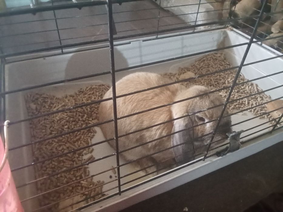 Vendo Coelho anão