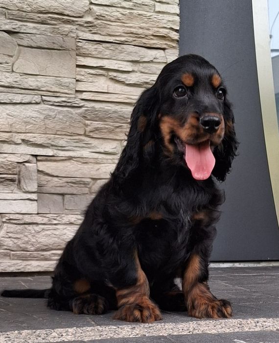 Cocker spaniel  szczeniak