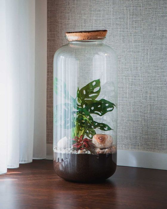 Aluguer Terrários Plantas Naturais