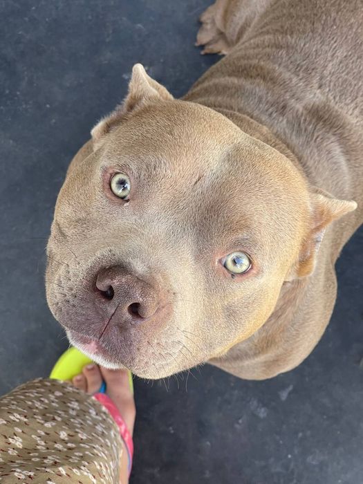 Американський Булли