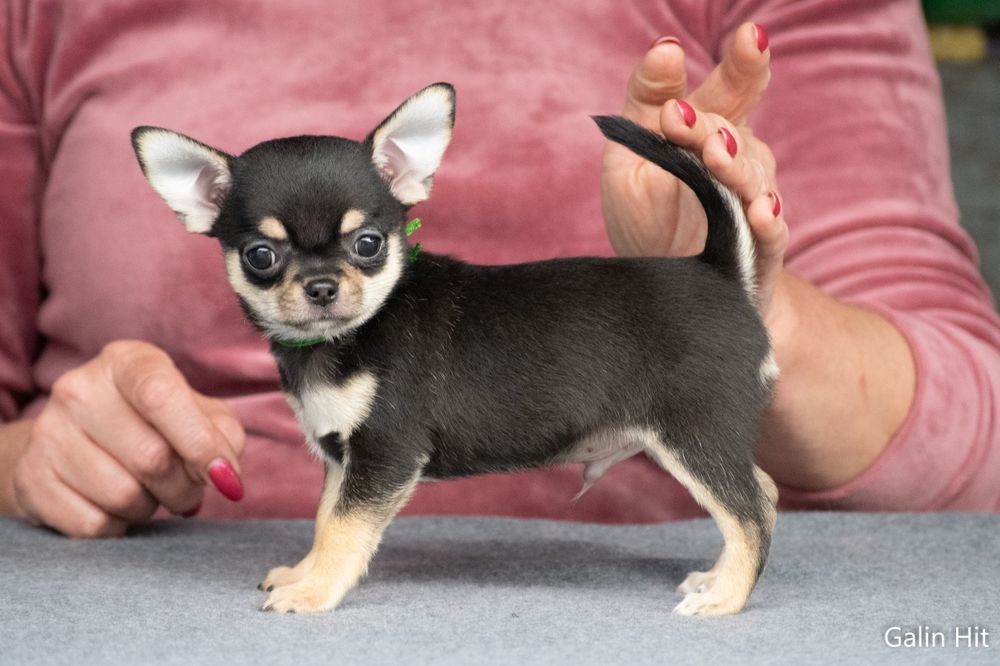 Для любові хлопчик з гарним походженням КСУ !