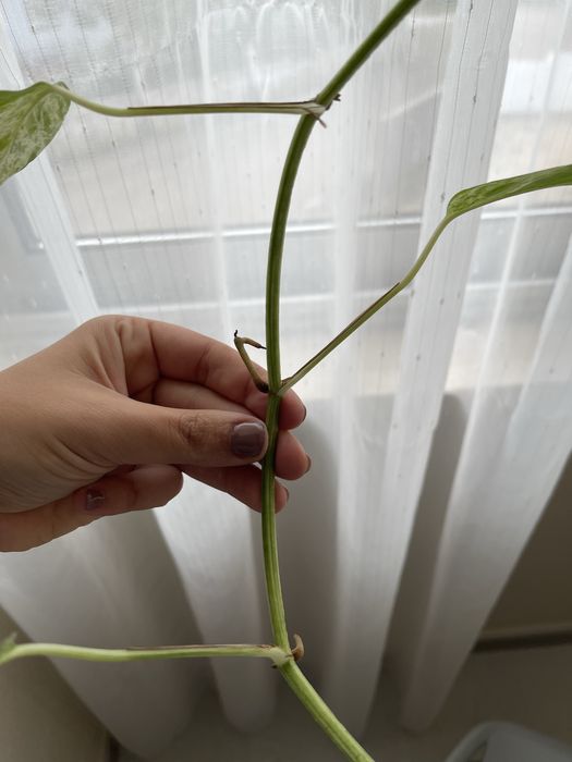Epipremnum Pinnatum Marble Variegata