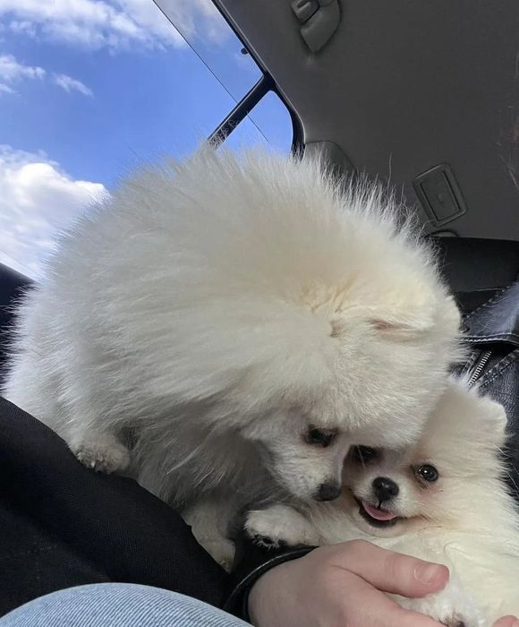 Продається хлопчик міні шпіців