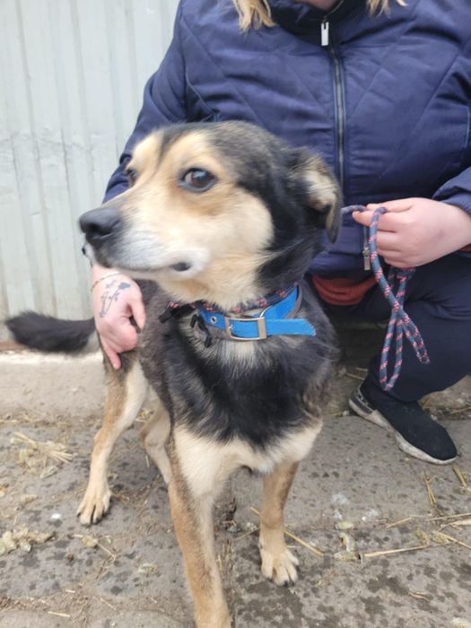 Leszko do adopcji