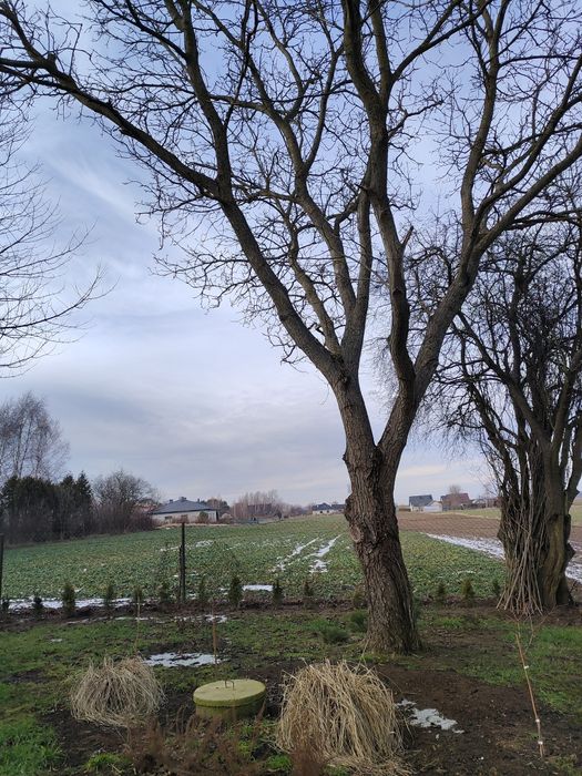 Orzech włoski do wycięcia