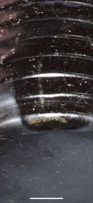 Фил Лемон лайм. Черенок.