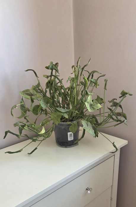 Kwiatek Syngonium (zroślicha)