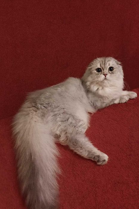 Хайленд фолд мальчик шоу-класса. Шотландский котенок.  В разведение.