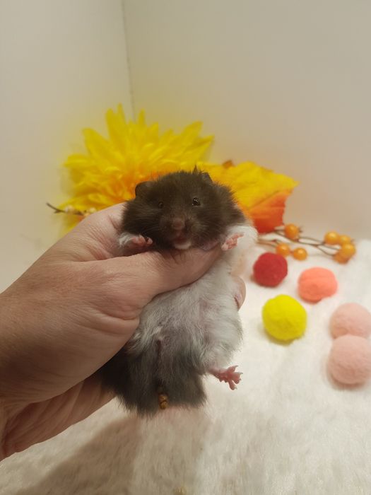 Chomik syryjski (Mesocricetus auratus) maluszki