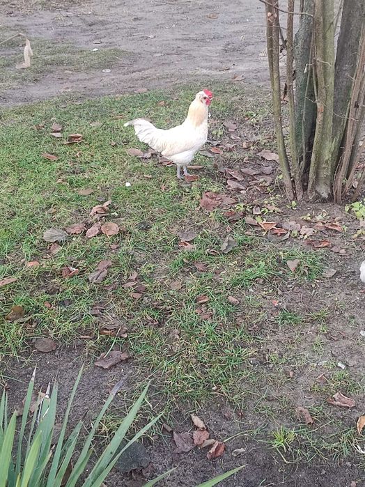 Sprzedam koguty różne