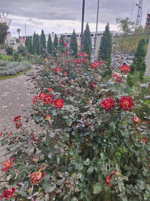 Одно комн. 52мт ЖК Острова (свеча)