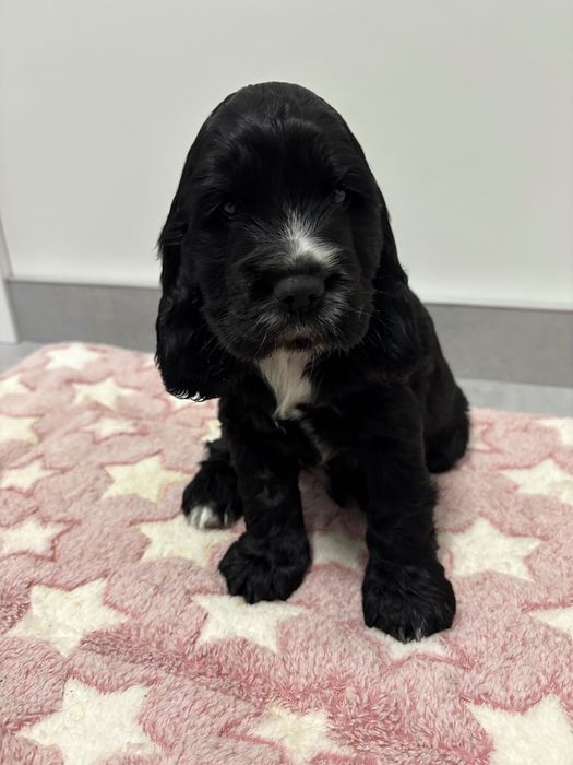 Piesek cocker spaniel