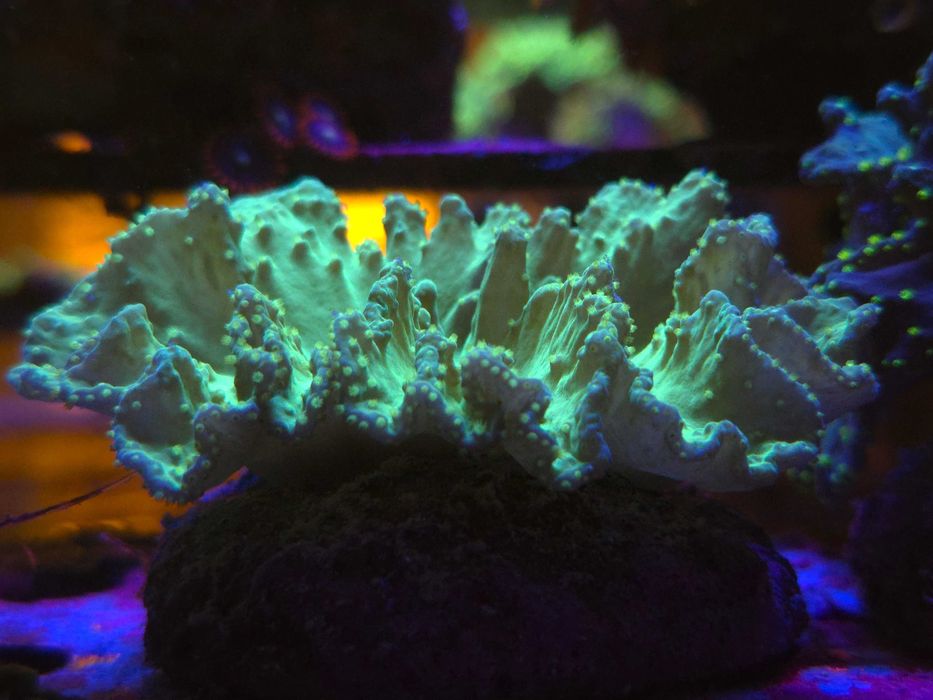 Sinularia dura Green Koralowce Miękkie Akwarystyka Morska