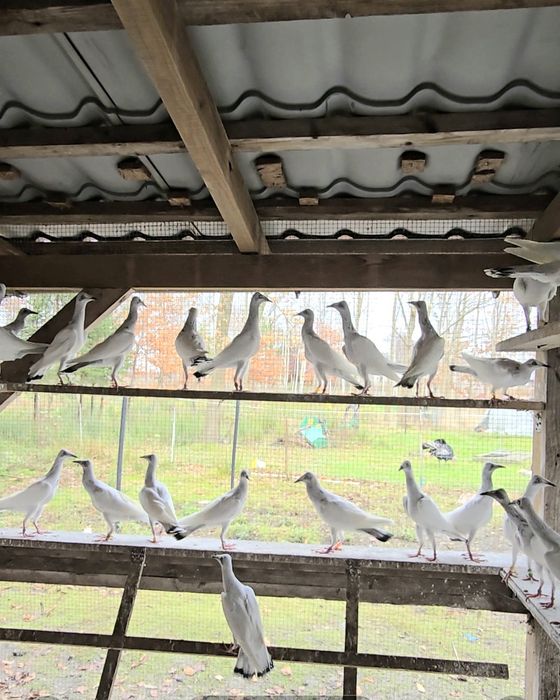 Srebrniaki wysyłam okazja adeno chudnięcie kręciek