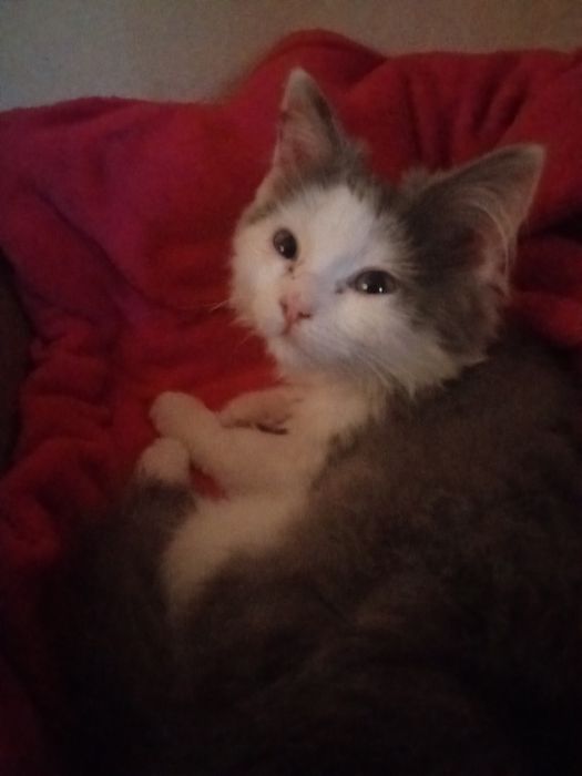 Віддам кошеня у добрі руки