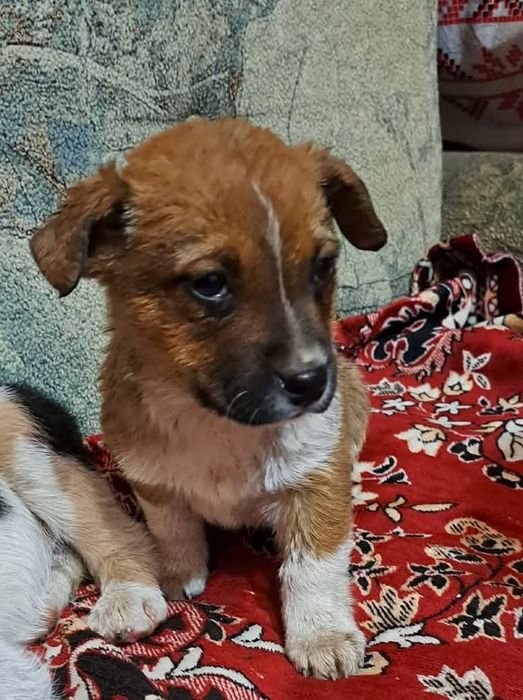 Собачка шукає дім