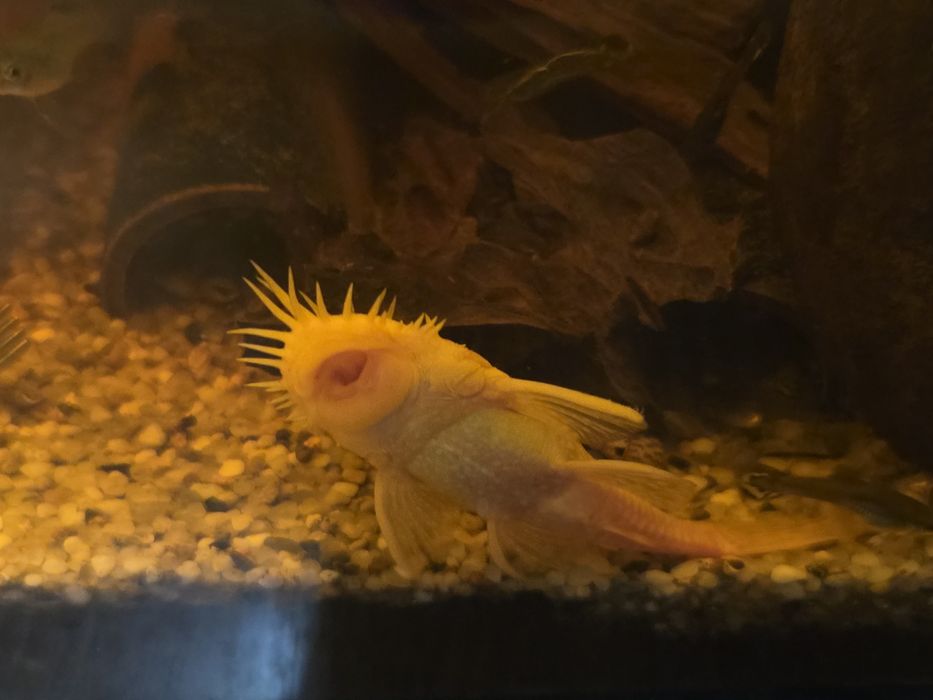 Zbrojnik " glonojad "