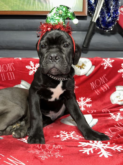 Чорний принц Роберто 2,5м кане-корсо