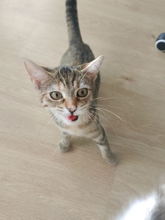 Młoda kotka do adopcji