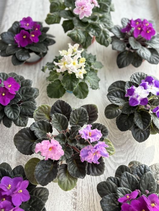 Квітучі фіалки (сенполія)