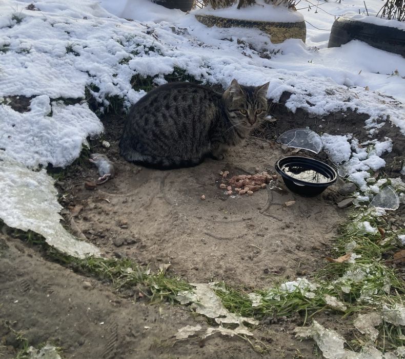 Кішка красуня 9-10 міс. Шукає свою теплу домівку. Допоможіть врятувати