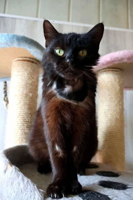 Yoko pilnie szuka domu!