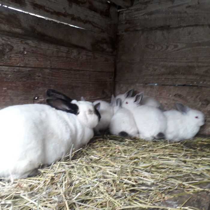 Продаж кролів каліфорнійців