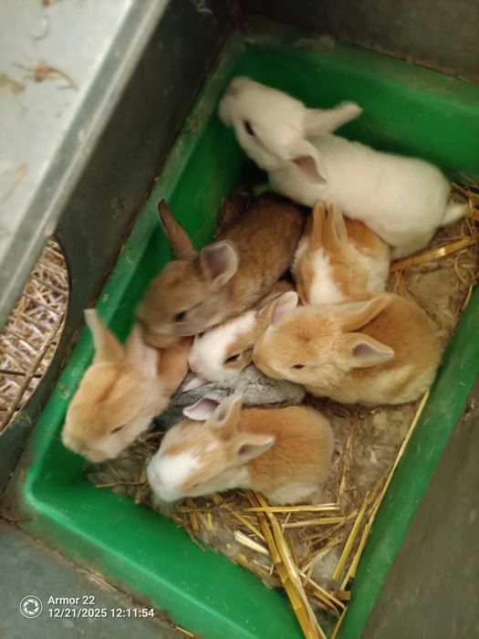 Vendo várias coelhos e galinhas