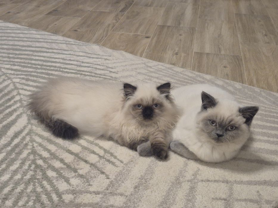 Ostatni Kot brytyjski kotka  point czekoladowy długowłosy