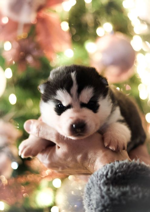 Husky Siberiano com LOP - Iaspis