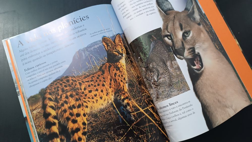 Livro Animais Grandes Felinos. Como Novo