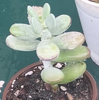Suculentas variadas
