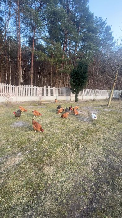 Kurze jaja wiejskie