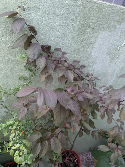 Ameixoeira em vaso de barro.
